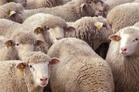 Potvrđena bruceloza kod ljudi i ovaca u Palama