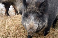 Дивља свиња Путин добија друго име због рата у Украјини