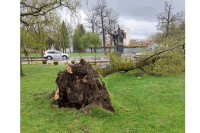 Невријеме у Приједору: Вјетар чупао стабла, оштећена Градска тржница