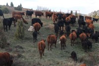 Фарма “Гвозно” у Калиновику примјер успјешне говедарске производње: Нетакнута природа рецепт за здраво месо