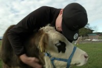 Маркус (21) је "шаптач кравама": Учи говеда циркуским триковима VIDEO