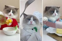 Mačak postao senzacija na društvenim mrežama pokazujući svoje "kulinarske" vještine