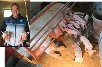 Несвакидашњи догађај на фарми породице Шукало: Крмача опрасила 29 прасића VIDEO