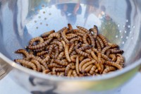 Proteini od insekata umjesto mesa bi smanjili poljoprivredno zagađenje za 80 odsto