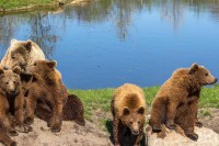 Пет медвједа провело зимски сан испод породичне куће VIDEO