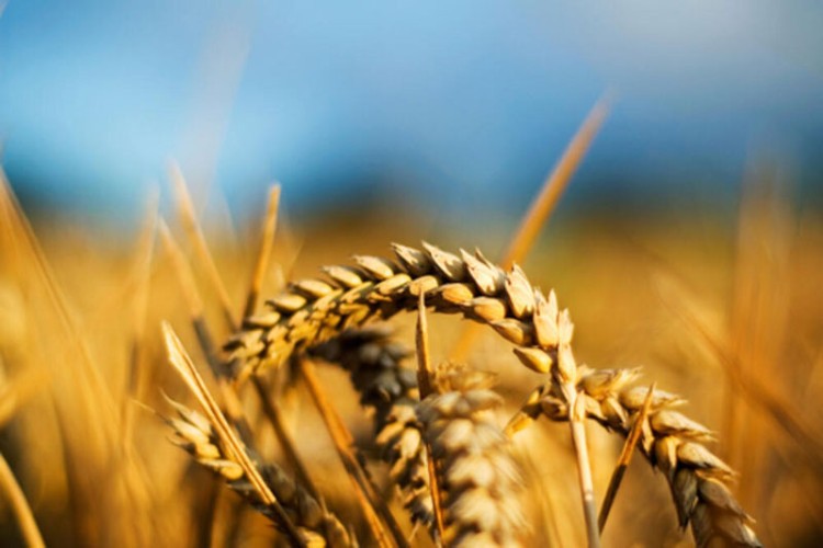 Pšenica iz Indije je moguća alternativa za svjetsko tržište hranom? - Glas  Srpske