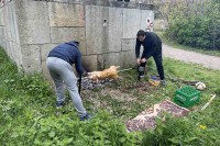 Izletnici okrenuli prase na ražnju uz sam spomenik na Fruškoj gori