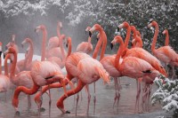 Divlja lisica usmrtila 25 flaminga