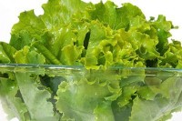 4 razloga zašto bi zelena salata trebalo da se nađe na vašoj trpezi svaki dan