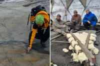 Фосил ихтиосауруса са нетакнутим ембрионима извађен из глечера у Чилеу