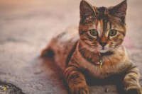 Запањујуће откриће о мачкама: Јапански научници објавили велико сазнање