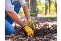 U Novom Gradu planirano pošumljavanje bijelim i crnim borom, smrčom i bukvom