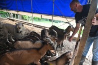 Domaći proizvođači imaju pune ruke posla: Organska hrana sve češće na meniju FOTO