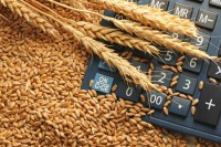 Пшеница поскупјела за шест одсто, килограм 0,37 евра