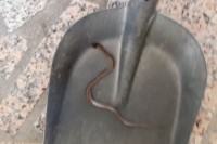 Modriča: Pronašli zmiju na podu kuhinje