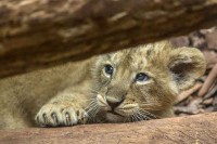 Лав Симба из Будве биће удомљен у прихватилишту у Јужној Африци