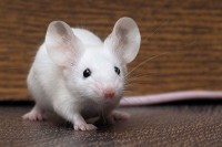 Биолог подмлађује мишеве, циљ да лијек испроба и на људима