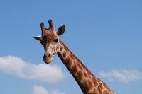Поново се разбуктала научна дебата зашто жирафе имају дуг врат