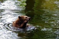 Медвјед за двије године девет пута препливао Пивско језеро