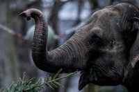 Слон у Индији убио жену (70), након тога јој на спроводу изгазио тијело
