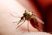 Зашто комарци уједају неке људе, а неке заобилазе