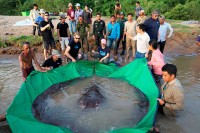Вјероватно највећа слатководна риба пронађена у реци Меконг