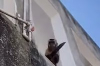 Majmun teroriše stanovnike brazilskog grada, vitla nožem i oštri ga o zid VIDEO