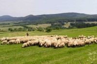 Vukovi zaklali 40 ovaca i jagnjadi kod Bijelog Polja