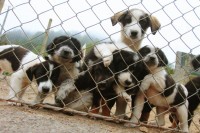 Udomljavanje pasa: Dani otvorenih vrata u azilu na Manjači