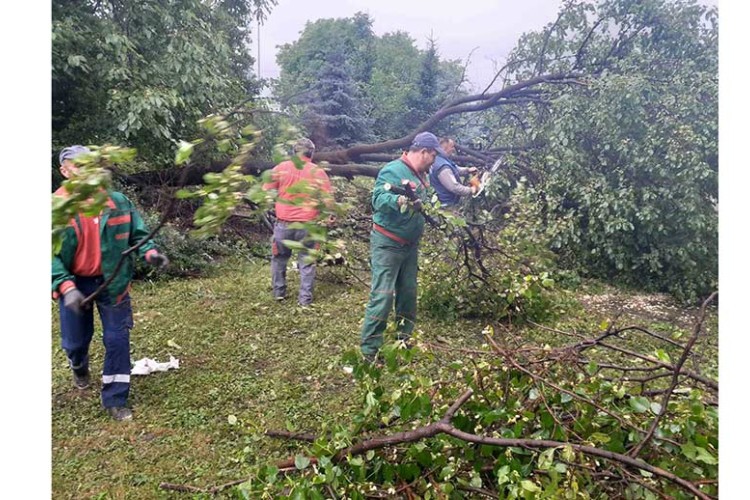 Uklanjanje stabala