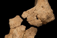 Пронађен потенцијално најстарији људски фосил у Европи