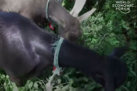 Козе уклањају коров у њујоршком парку