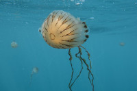 Јадранско море препуно медуза: Ево шта да урадите ако вас опеку
