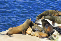 Погледајте како су морски лавови тјерали купаче с плаже у Калифорнији