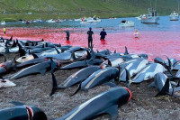 Nakon prošlogodišnjeg pokolja Farska Ostrva ograničavaju lov delfina, ubijaće „samo“ 500 godišnje