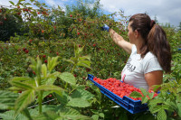 Maline ne daju ni feninga ispod osam KM