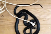 Жена из Бијељине испод кревета пронашла змију дугачку метар