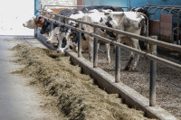 Na male farme stiže 200 junica