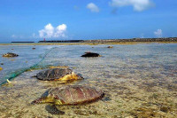 Код јапанског отока Кумејина пронађене десетине убијених зелених морских корњача