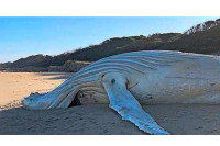 Море избацило леш бијелог грбавог кита, научници су се плашили најгорег