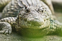 Откривени крокодили који су ловили ране људе