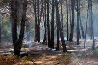 Шумски пожари производе рекордне емисије угљеника