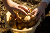 Hercegovački krompir gubi bitku sa sušom