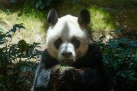 Uspavan najstariji mužjak džinovske pande u svijetu