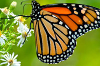 Лептир монарх на листи угрожених врста