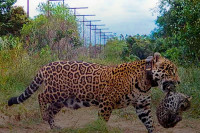 Послије 70 година рођени први дивљи јагуари у Аргентини