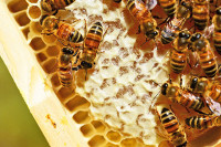 Потребна прихрана пчела, због врућина немају довољно хране