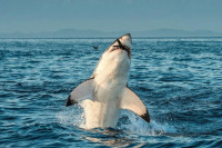 Кит ајкуле су већи сваштоједи од медвjеда