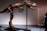 Skelet dinosaurusa prodat za više od šest miliona dolara