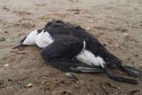 Hiljade morskih ptica uginulo od ptičijeg gripa